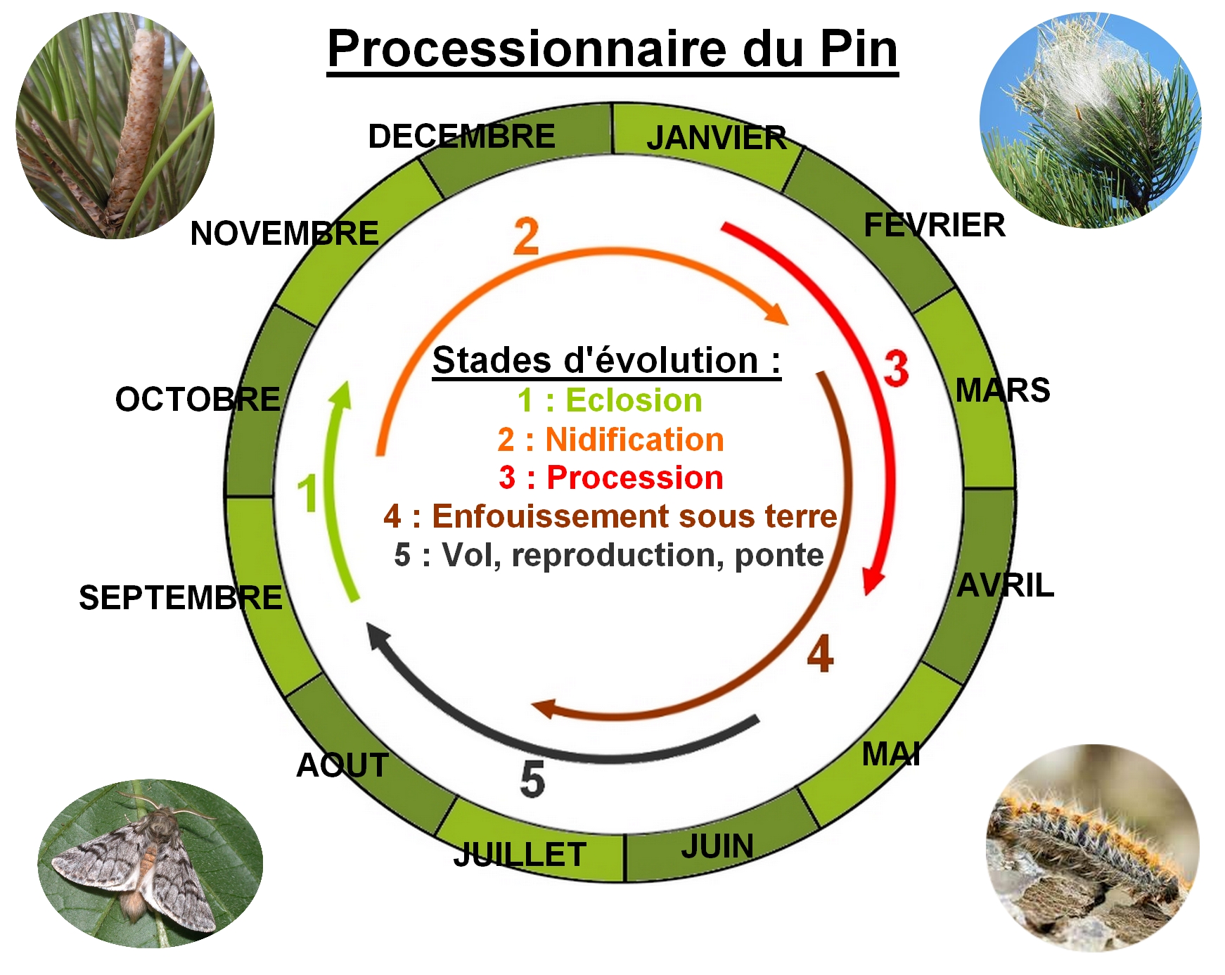 En savoir plus sur les chenilles processionnaires ACNI Environnement — free download